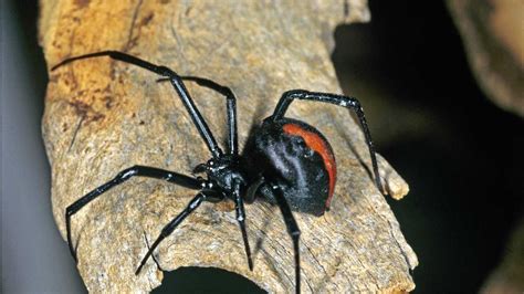 Watch Out For ‘huge Redback Spiders Under Park Seats Daily Telegraph