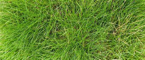 How To Care For Fescue Grass