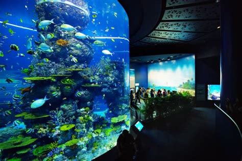 Se A Aquarium Guide To The Best Singapore Attractions — Hello