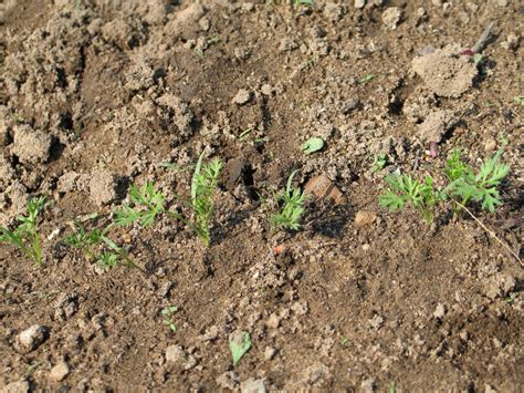 Growing Carrots How To Seed Germinate Grow And Harvest The Country