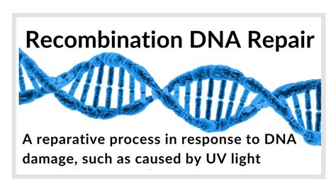 Recombination Dna Repair Definition And Examples Biology Online Dictionary