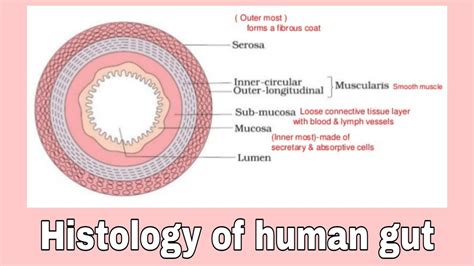 Histology Of Human Alimentary Canal Or Gut Transverse Section Of Human