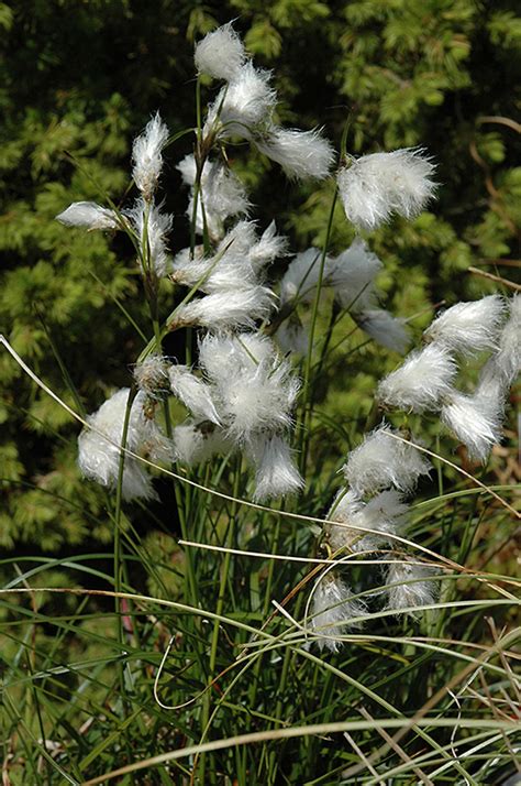 Common Cottongrass Eriophorum Angustifolium In Lancaster York