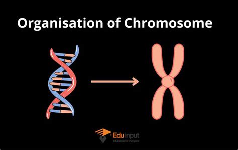 Eukaryotic Chromosome Organization Of Chromosome