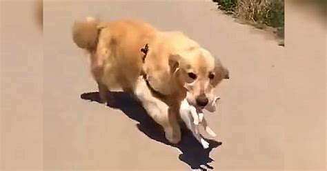 Golden Retriever Brings Stray Kitten To Safety By Carrying It Home