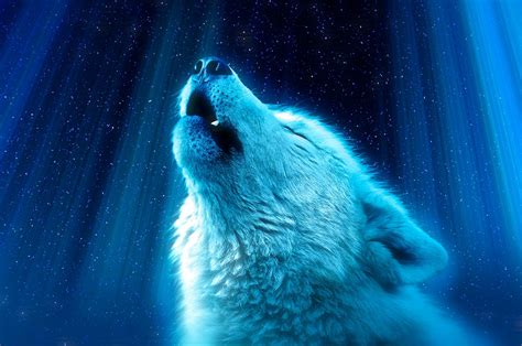 41 wolf wallpaper stock video clips in 4k and hd for creative projects. White Wolf, Howl, Majestic - 4k Ultra Hd Animal Wallpaper ...