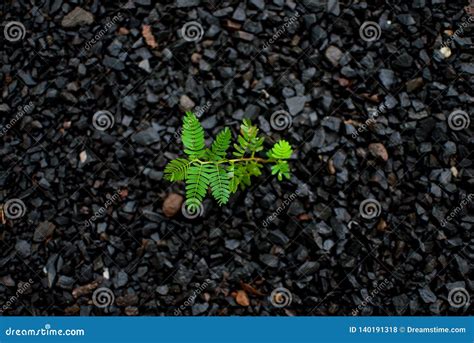 Nature Always Finds A Way To Survive Stock Photo Image Of Dirt