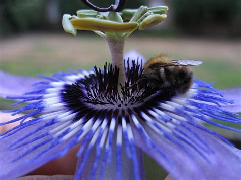 Bees Passion Flower Passiflora Pollinators Pollination