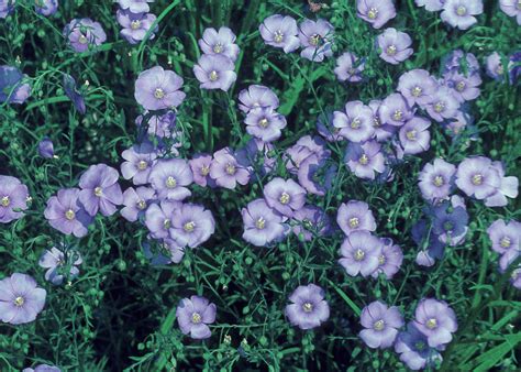 Linum Perenne Blue Flax Go Botany