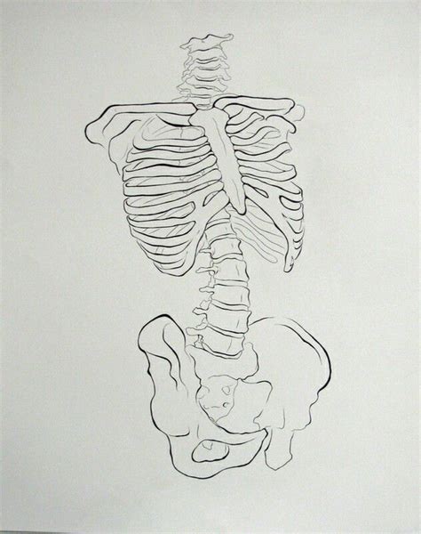 The Torso Skeleton Drawings Anatomy Art Art Inspiration Drawing