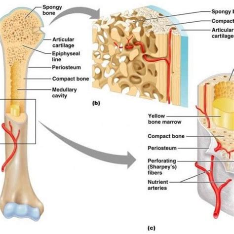 A long bone is a bone that has a shaft and 2 ends and is longer than it is wide. structures of a long bone to label - Google Search | A&P ...