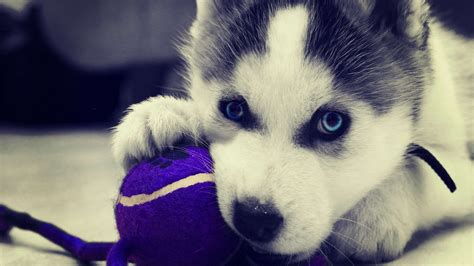 Husky Puppy Wallpapers Wallpaper Cave