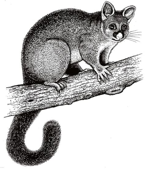 Possum Picture Pen And Ink Drawing Of A Possum By Bruce Ma Flickr