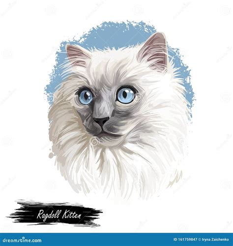 Ragdoll Kitten Digital Art Illustration Domesticated Catty With Long