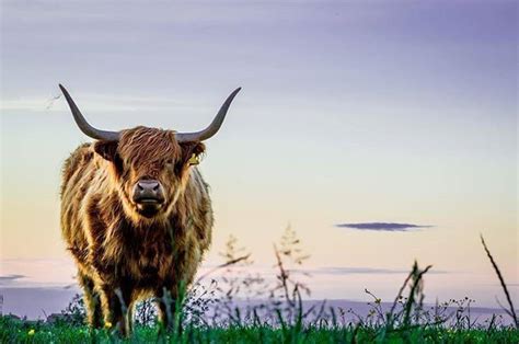 Handsome Dont You Think Happy Coosday From Sandend Aberdeenshire