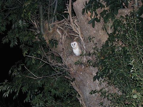 White Barn Owls Stun In Moonlight Outside My Window