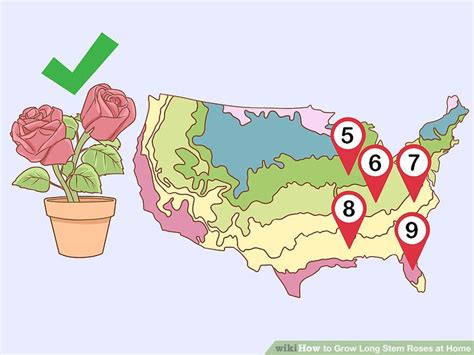 Store the seeds in a cool, dry place for planting next spring. How to Grow Long Stem Roses at Home (with Pictures) - wikiHow