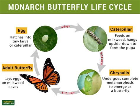 life cycle of a monarch butterfly timeline