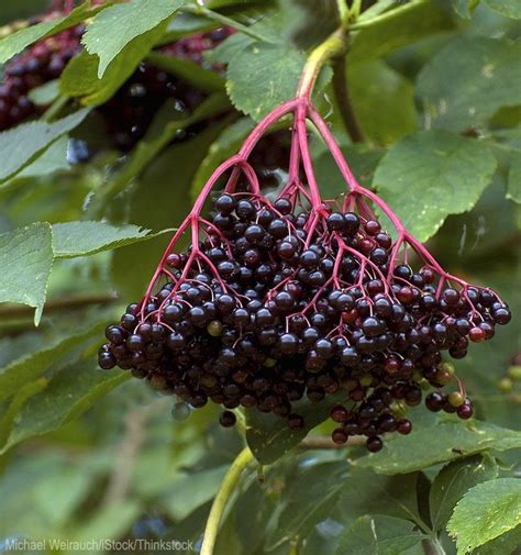 Pay Special Attention To Elderberry Harvest Times To Get A Maximum Crop