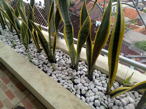 Sansevieria Trifasciata Lengua De Suegra Id Plantae Off