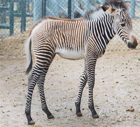 Why Do Zebras Have Stripes Scientists Make Staggering Discovery That