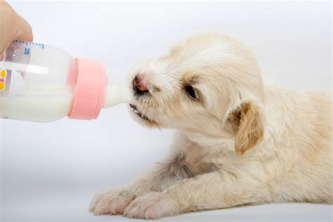 39 Droll Bottle Feeding For Puppies Picture Hd Ukbleumoonproductions
