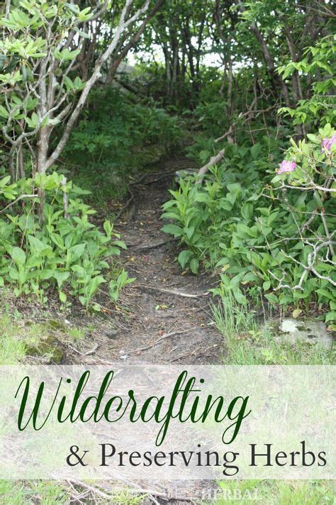 Wildcrafting And Preserving Herbs Learn How To Forage And Preserve