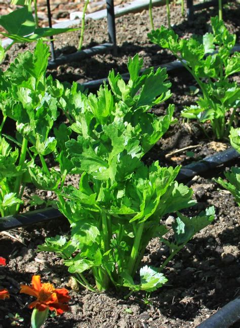 April 27 Column Growing Celery Susans In The Garden