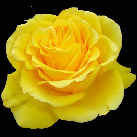Beautiful Yellow Rose Flower On Black Background