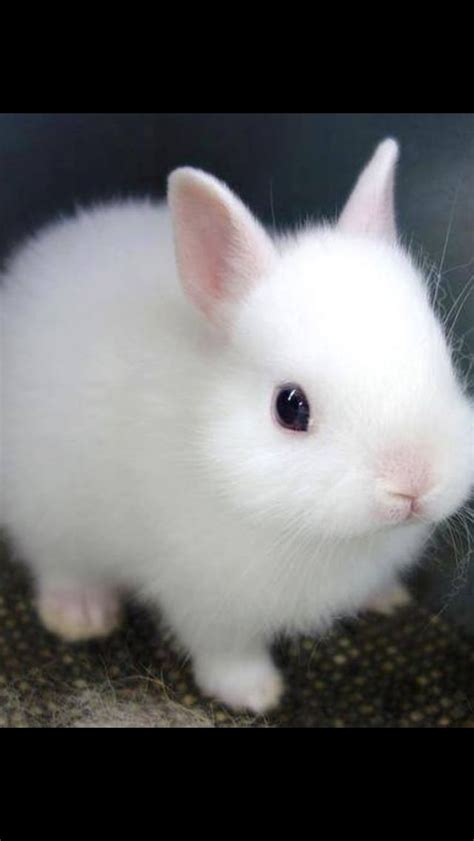 Dwarf White Rabbit Cute Baby Bunnies Cute Little Animals Baby