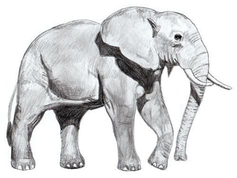 How To Draw An Elephant Step By Step Tutorial