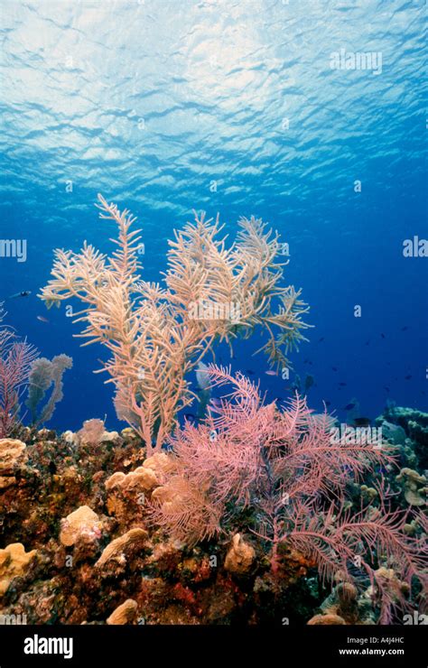 Underwater Coral Reef Soft Corals With Bright Colors Looking Toward