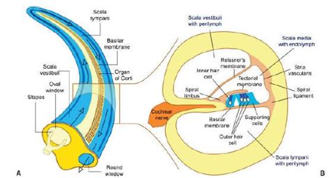 Anatomy Of Cochlea Behavioral Science Anatomy Science