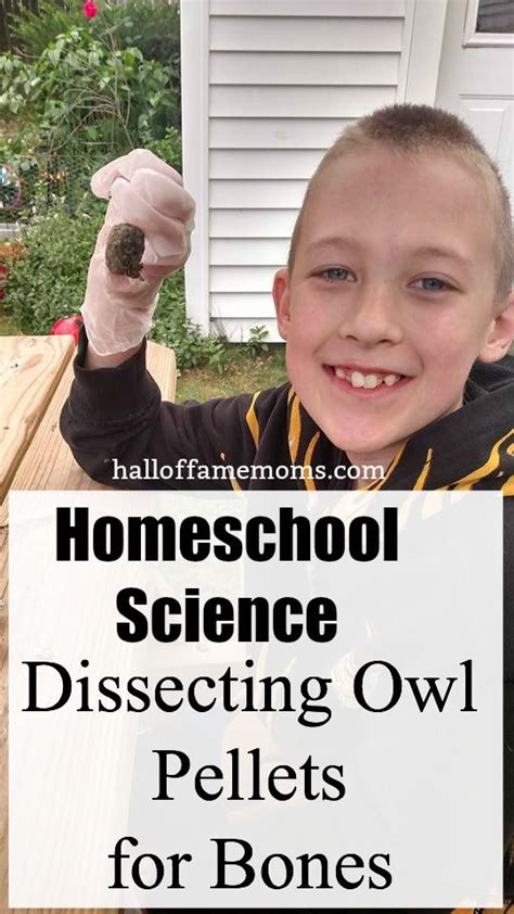 Dissecting Owl Pellets For Bones Homeschool Science Homeschool