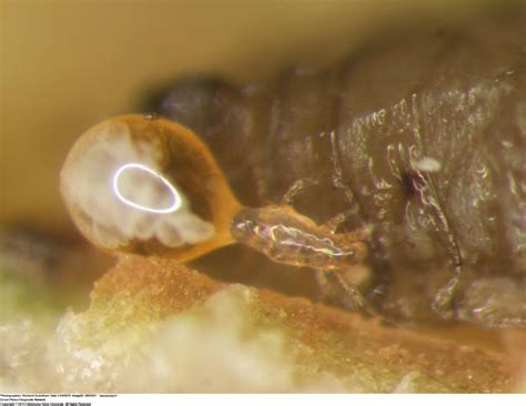 Oak Leaf Itch Mite Confirmed In Oklahoma Insects In The City