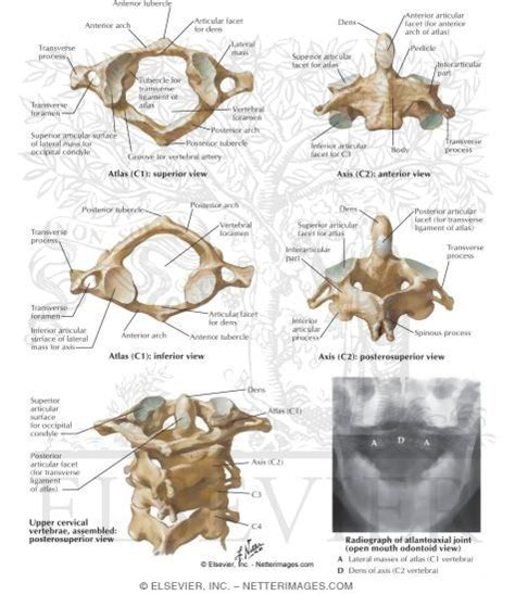 Cervical Vertebrae Atlas And Axis Spine Osteology