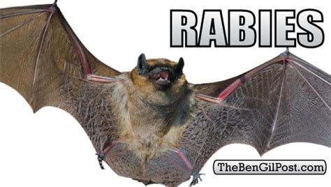 First Rabies Case Of 2021 Found In A Bat