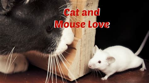Cat And Mouse Love Youtube