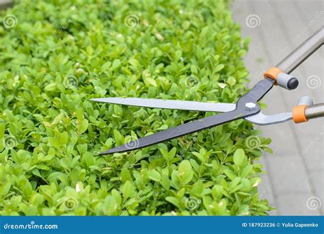 Hands Are Cut Bush Clippers In Garden Stock Photo Image Of