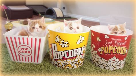 Caramel Popcorn Kittens Youtube