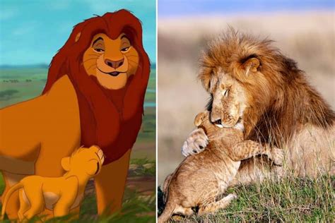 Simba Et Mufasa Existent Vraiment Le Tendre Câlin Dun Lion à Son