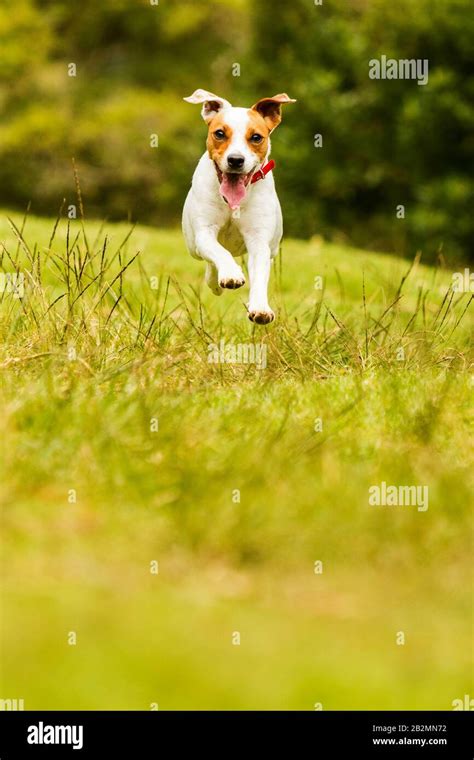 Cheerful Dog Race To The Camera Low Angle High Speed Shot Stock Photo