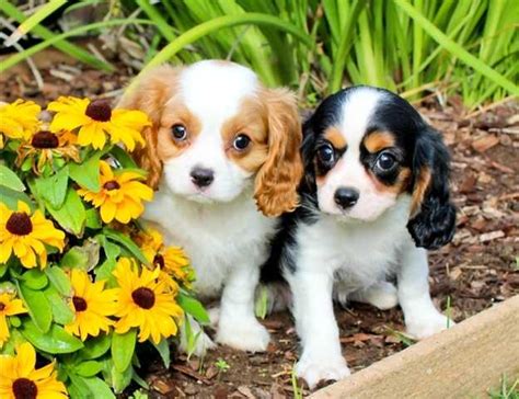 Find cavalier king charles in dogs & puppies for rehoming | find dogs and puppies locally for sale or adoption in canada : Amazing Cavalier King Charles Spaniel Puppies FOR SALE ...