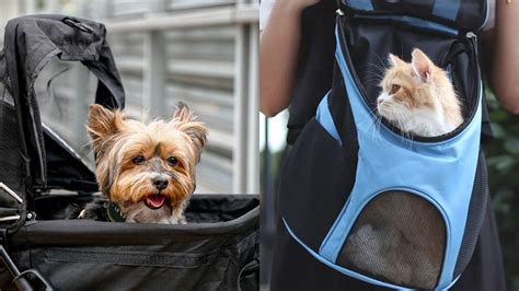 Las Mascotas Sí Pueden Viajar En El Transporte Público Conoce Los Horarios Y Requisitos Infobae