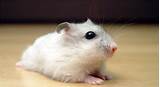 They are winter white hamsters, campbell's russian hamsters and roborovski hamsters. File:Pearl Winter White Russian Dwarf Hamster - Front.jpg ...