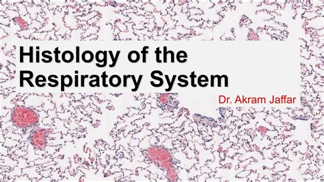 Histology Of The Respiratory System Youtube