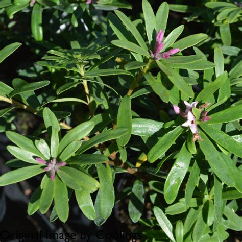 Daphne X Transatlantica Pink Fragrance 2l Coolings Garden Centre