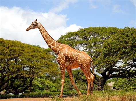 The Gorgeous Giraffes Of The African Savannah