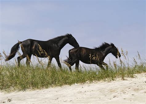 Black Wild Horses Running Black Horse4s Wild Mustangs Animals Wild