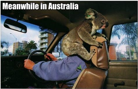 28 Funny Crazy Meme Pictures Meanwhile In Australia